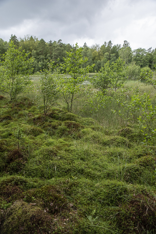Mulleskogen
