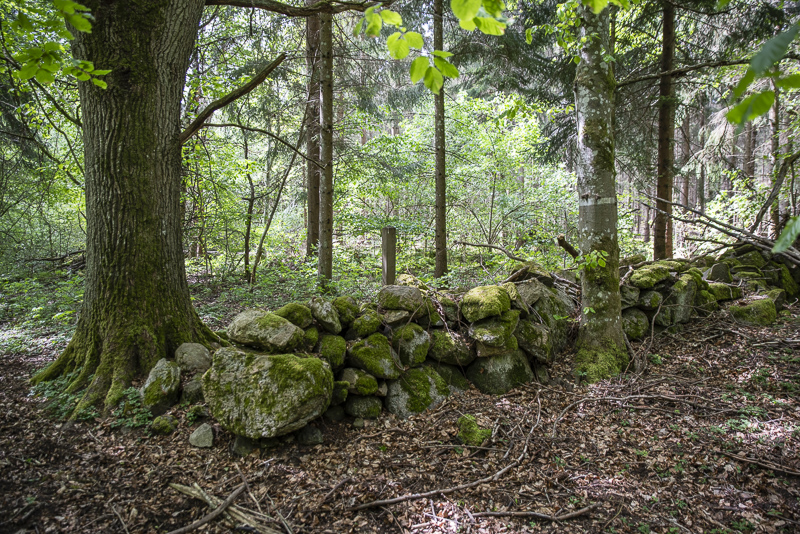 Tollaskogen