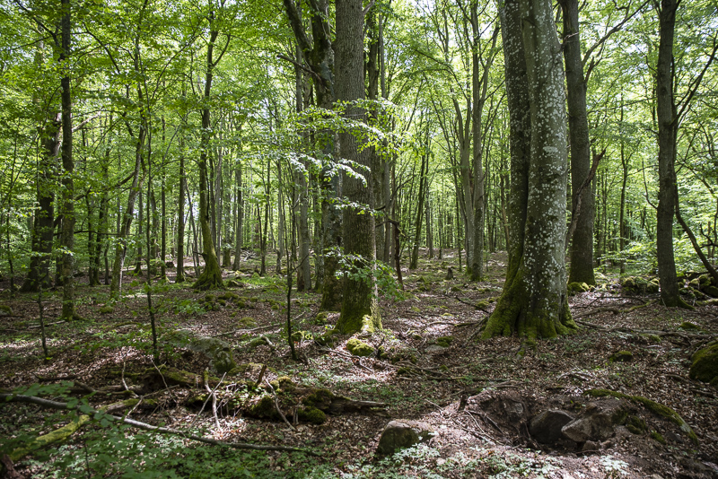Tollaskogen