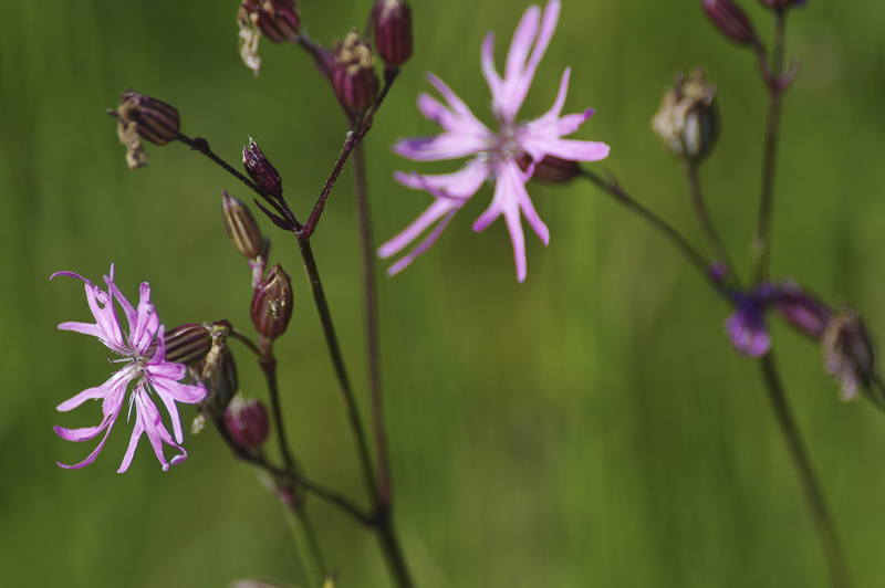 Gökblomster