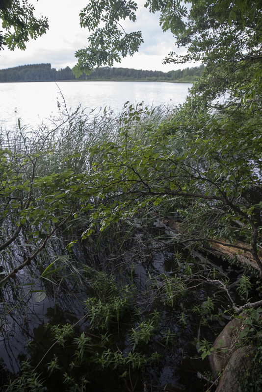 Bokenäset