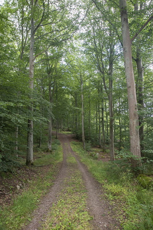 Bokenäset