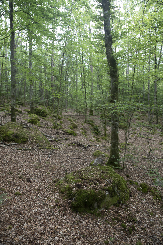 Gummarpasjön