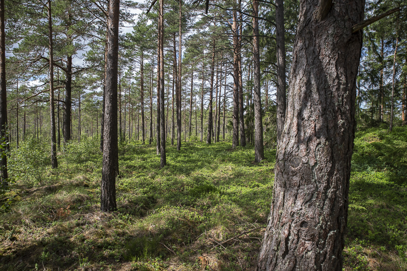 Stora Bökön