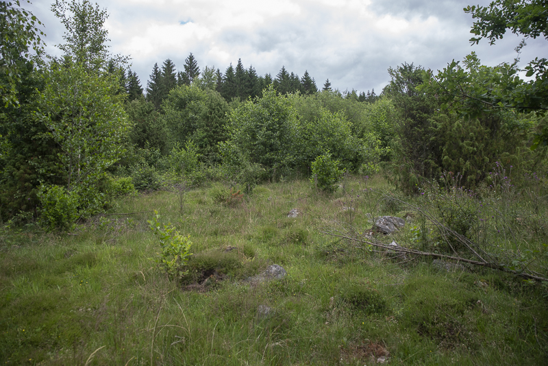 Tydinge betesmark