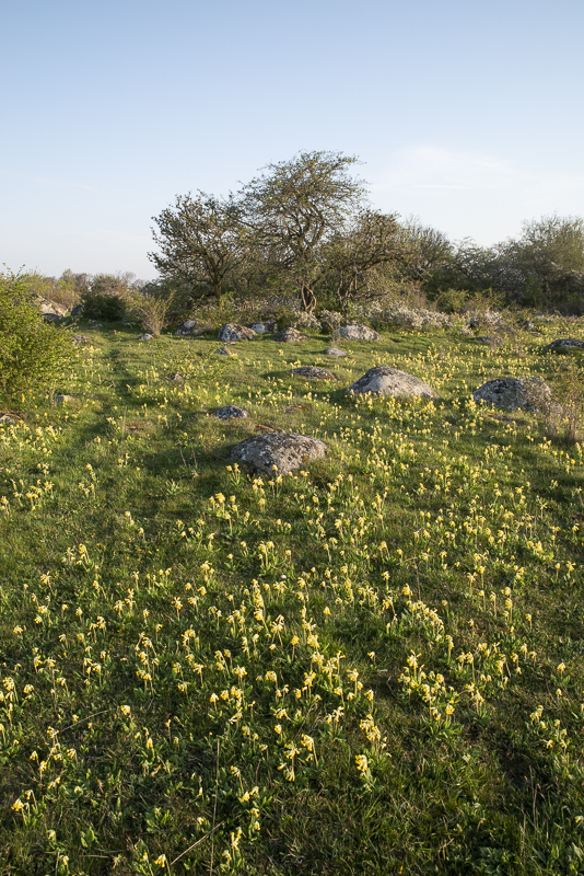Edenryd