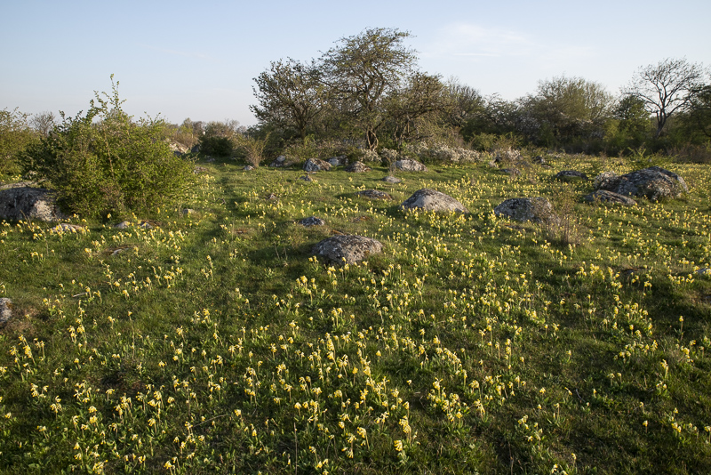 Edenryd