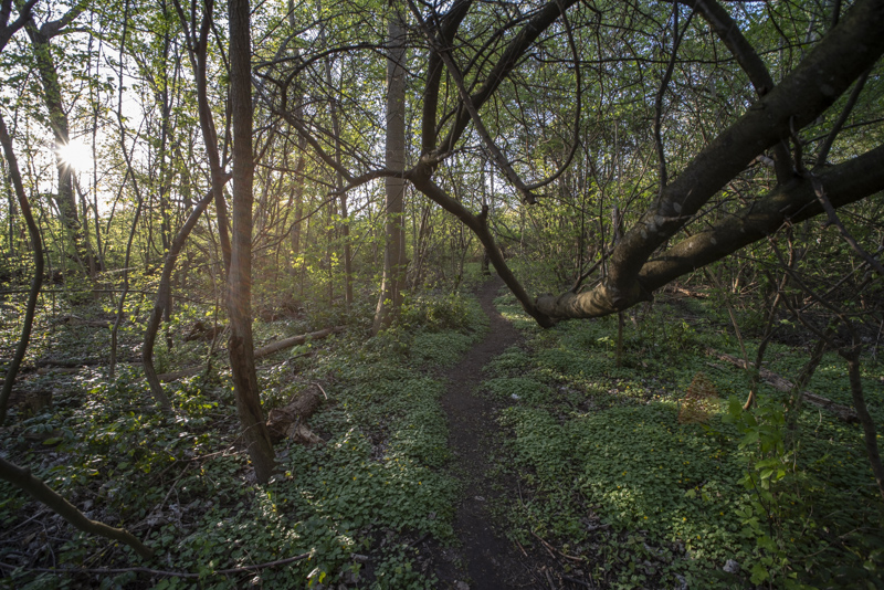 Plommonskogen