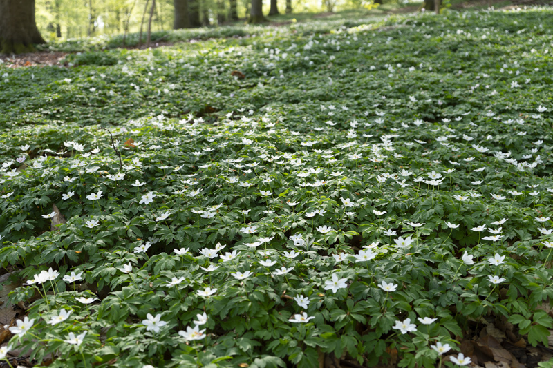 Björka skog