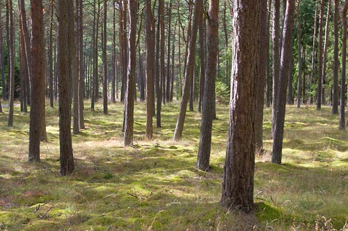 Tallskog i Yngsjö