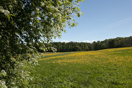 Öppna landskap