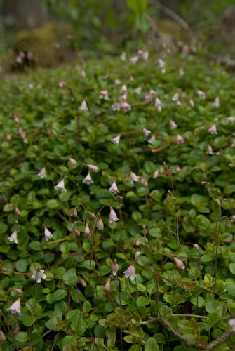 Nytebodaskogen
