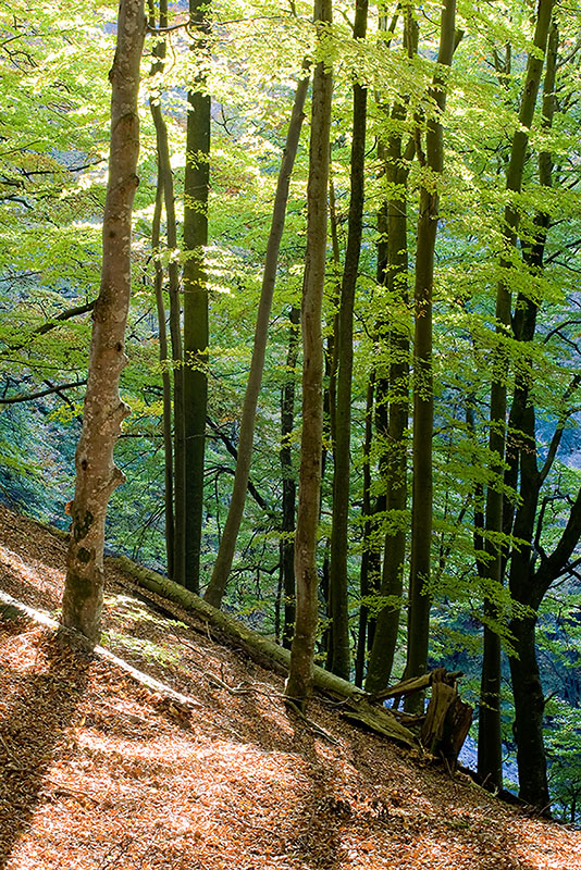 Söderåsen