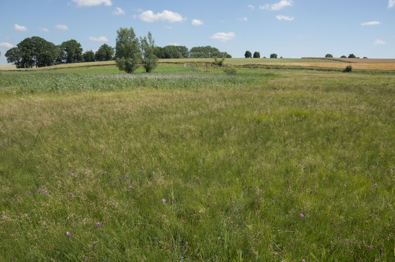 Stångby mosse